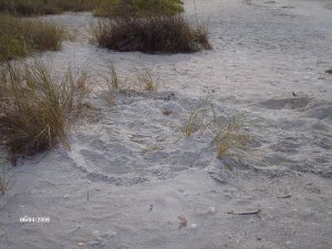The nest at first light